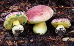 Boletus regius - fungi species list A Z