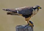 Aplomado Falcon - Bird Species | Frinvelis jishebi | ფრინველის ჯიშები