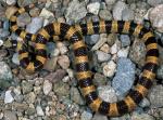 Chionactis occipitalis talpina - Nevada Shovel-nosed Snake - snake species list a - z | gveli | გველი 
