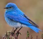 Mountain Bluebird - Bird Species | Frinvelis jishebi | ფრინველის ჯიშები