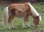 Shetland | Horse | Horse Breeds