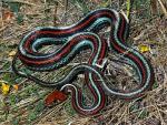 Thamnophis sirtalis tetrataenia - San Francisco Gartersnake | Snake Species