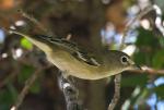 Cassin's Vireo - Bird Species | Frinvelis jishebi | ფრინველის ჯიშები