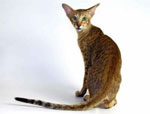 Oriental - cat Breeds list | კატის ჯიშები | katis jishebi