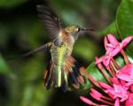 Bahama Woodstar - Bird Species | Frinvelis jishebi | ფრინველის ჯიშები