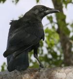 Fish Crow - Bird Species | Frinvelis jishebi | ფრინველის ჯიშები