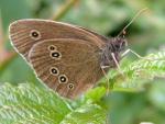 Ringlet - Butterfly species | PEPLIS JISHEBI | პეპლის ჯიშები