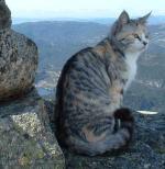 Chinese Mountain Cat - wild cats - lynx | ფოცხვერი | focxveri 