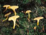 Chrysomphalina aurantiaca - Fungi Species