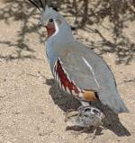 Mountain Quail - Bird Species | Frinvelis jishebi | ფრინველის ჯიშები