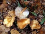 Gymnopus dryophilus - Fungi Species