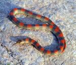 Sonora semiannulata semiannulata - Variable Groundsnake - snake species list a - z | gveli | გველი 