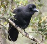 Hawaiian Crow - Bird Species | Frinvelis jishebi | ფრინველის ჯიშები