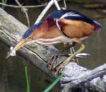 Least Bittern - Bird Species | Frinvelis jishebi | ფრინველის ჯიშები