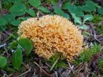 Ramaria gelatiniaurantia - fungi species list A Z