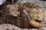 TIGER RATTLESNAKE  Crotalus tigris - snake species list a - z | gveli | გველი 