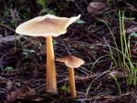 Collybia umbonata: Caulorhiza umbonata - fungi species list A Z