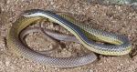 SONORAN WHIPSNAKE  Coluber bilineatus - snake species list a - z | gveli | გველი 
