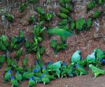Dusky-headed Parakeet - Bird Species | Frinvelis jishebi | ფრინველის ჯიშები