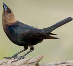 Brown-headed Cowbird - Bird Species | Frinvelis jishebi | ფრინველის ჯიშები