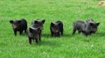 Guinea Hog - pig breeds | goris jishebi | ღორის ჯიშები