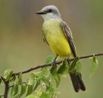 Tropical Kingbird - Bird Species | Frinvelis jishebi | ფრინველის ჯიშები
