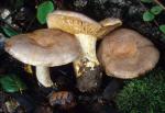 Lactarius argillaceifolius var. megacarpus - Fungi Species