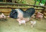 Mong Cai - pig breeds | goris jishebi | ღორის ჯიშები