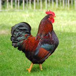 Barnevelder - chicken breeds List | qatmis jishebi | ქათმის ჯიშები