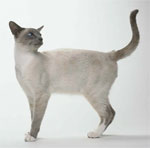 Snowshoe  - cat Breeds list | კატის ჯიშები | katis jishebi
