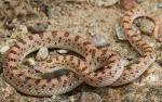  SPOTTED LEAF-NOSED SNAKE  <br />   Phyllorhynchus decurtatus | Snake Species
