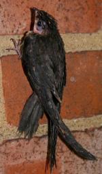 Chimney Swift - Bird Species | Frinvelis jishebi | ფრინველის ჯიშები