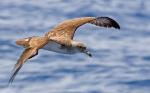 Cory's Shearwater - Bird Species | Frinvelis jishebi | ფრინველის ჯიშები