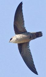 Vaux's Swift - Bird Species | Frinvelis jishebi | ფრინველის ჯიშები