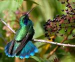 Green Violet-ear - Bird Species | Frinvelis jishebi | ფრინველის ჯიშები