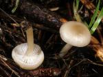 Clitocybe deceptiva - fungi species list A Z