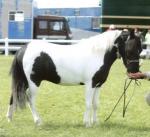 American Miniature Horse - Horse Breeds | ცხენის ჯიშები| cxenis jishebi