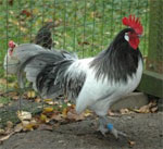 Lakenvelder - chicken breeds List | qatmis jishebi | ქათმის ჯიშები