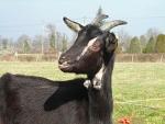 Poitou Goat | Goat | Goat Breeds