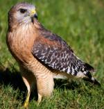 Red-shouldered Hawk - Bird Species | Frinvelis jishebi | ფრინველის ჯიშები