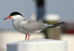 Common Tern - Bird Species | Frinvelis jishebi | ფრინველის ჯიშები