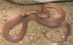 Bogertophis rosaliae - Baja California Ratsnake | Snake Species
