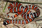 Lampropeltis zonata parvirubra - San Bernardino Mountain Kingsnake | Snake Species