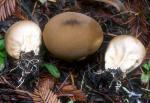 Lycoperdon pyriforme: Morganella pyriformis - fungi species list A Z