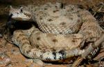  SIDEWINDER  Crotalus cerastes - Snake Species | Gveli | გველი