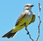 Western Kingbird - Bird Species | Frinvelis jishebi | ფრინველის ჯიშები
