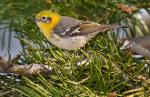 Olive Warbler - Bird Species | Frinvelis jishebi | ფრინველის ჯიშები