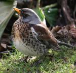 Fieldfare - Bird Species | Frinvelis jishebi | ფრინველის ჯიშები