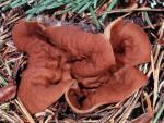 Discina perlata - fungi species list A Z