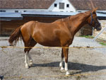 Einsiedler | Horse | Horse Breeds